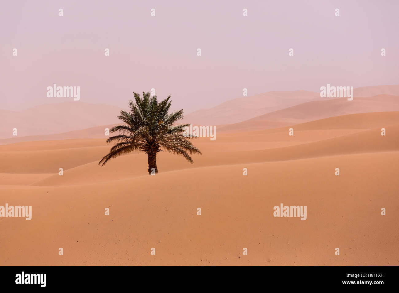 Le Maroc, l'Erg Chebbi, les palmier dans les dunes de sable dans le désert du Sahara, près de Merzouga Banque D'Images