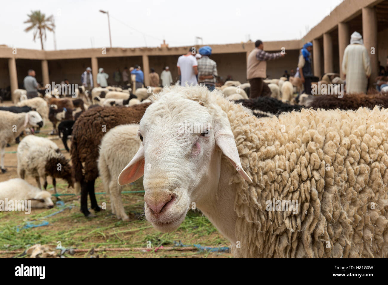 Maroc,Rissani, vente aux enchères des animaux, close-up d'une brebis Banque D'Images