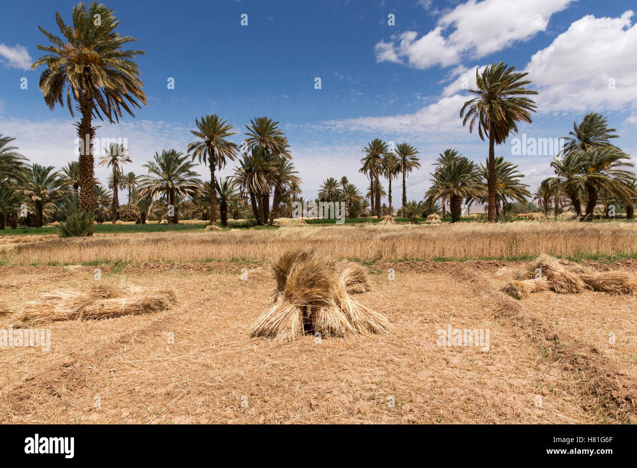 Maroc,Zagora,champ de blé Banque D'Images
