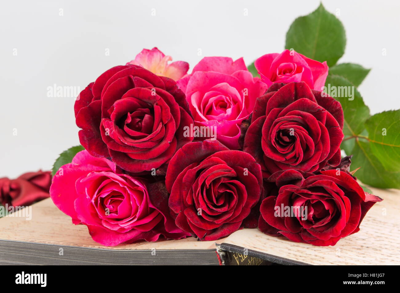 Roses rouges sur le dessus d'un livre ouvert Banque D'Images Roses rouges sur le dessus d'un livre ouvert Banque D'Images