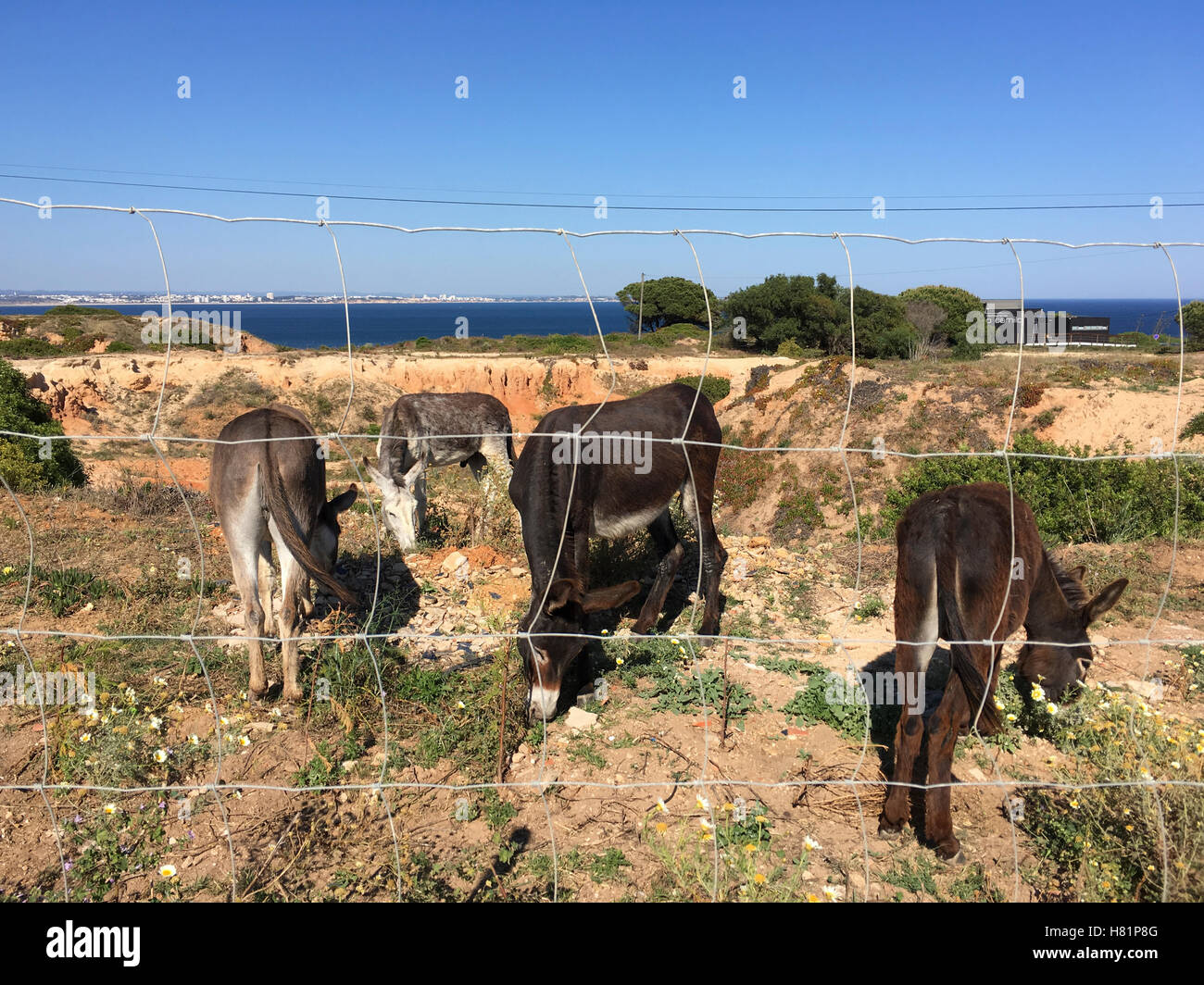 Ancien des affleurements rocheux avec quelques ânes derrière une clôture Banque D'Images