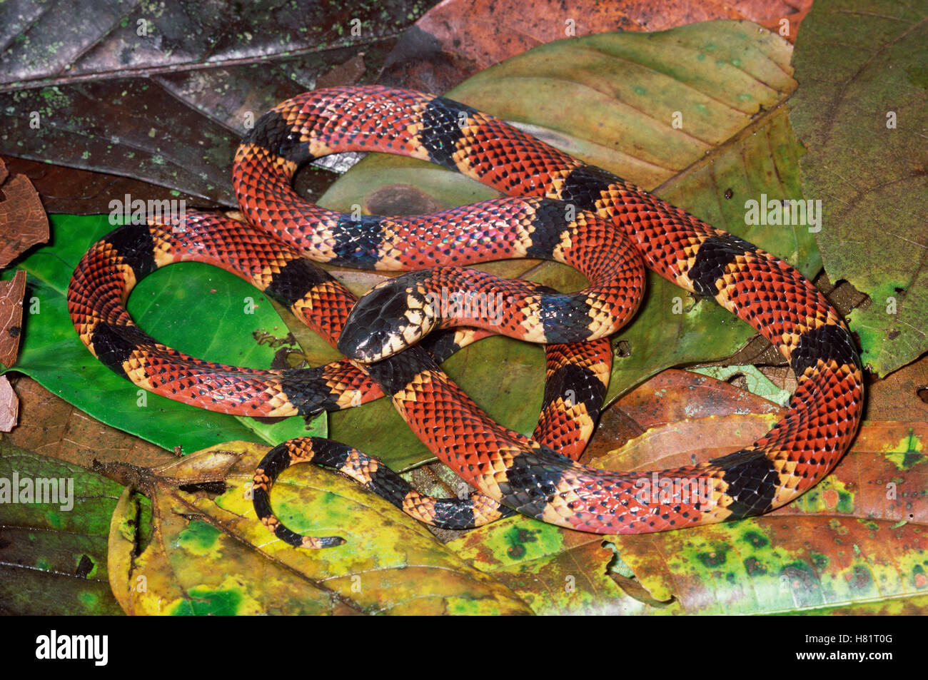 Clark's Coral Snake (Micrurus clarki) espèces venimeuses montrant coloration prémonitrice, Costa Rica Banque D'Images