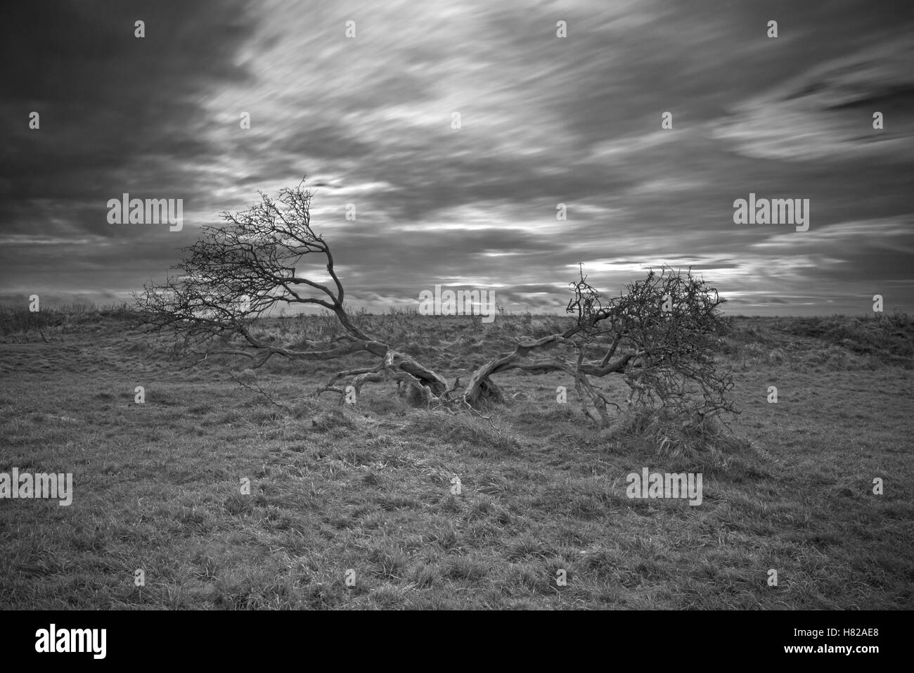Un arbre isolé avec les racines exposées se dresse sur le Devils's Dyke, Parc National des South Downs, Brighton, West Sussex, Angleterre, Royaume-Uni, Banque D'Images