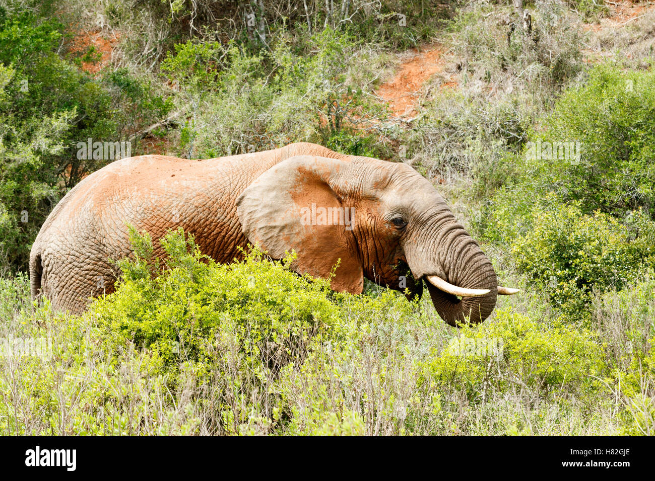 Bush et permanent d'Éléphants mangent de l'herbe dans le champ. Banque D'Images