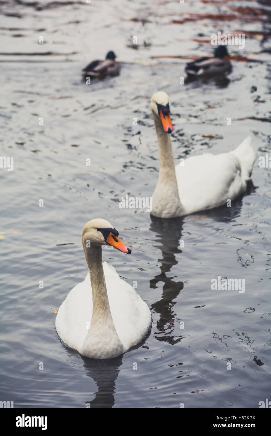 Swans in Bamberg Banque D'Images