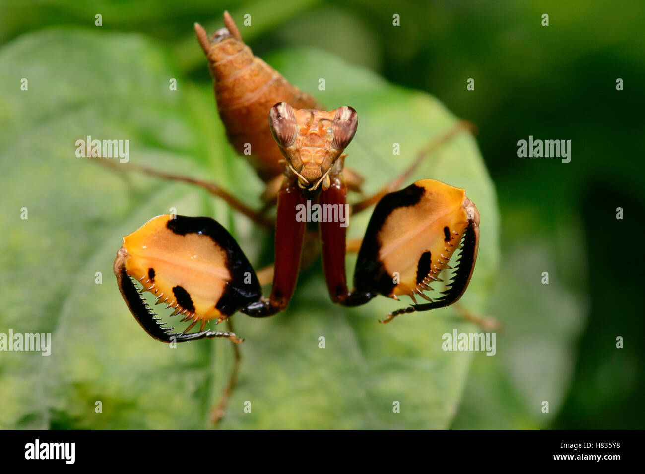 Le Mantis (Hestiasula sp) la forme ses armes aux couleurs vives de