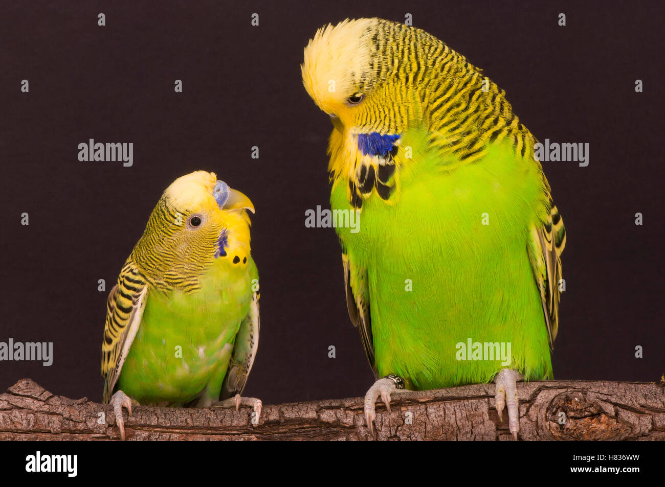 Perruche ondulée (Melopsittacus undulatus) et sauvages domestiques ...