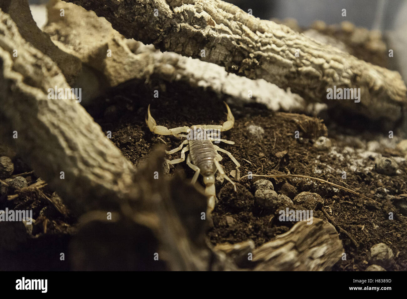 Matières toxiques et dangereux en scorpion terrarium, nature et insectes Banque D'Images