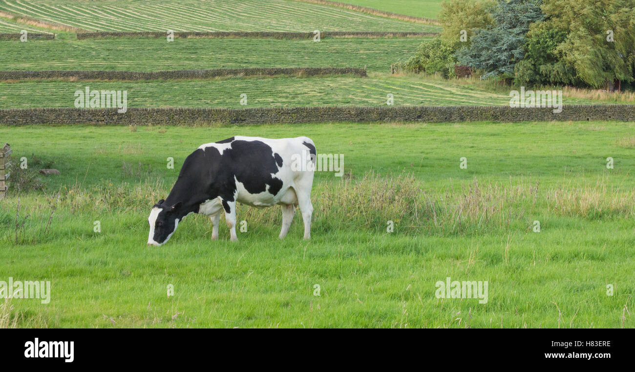 Une vache de race Frisonne mange de l'herbe Banque D'Images