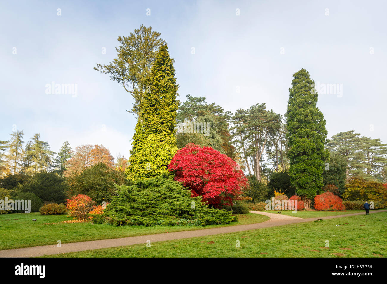 Red Acer palmatum (érable japonais) parmi les conifères de Westonbirt Arboretum près de Tetbury, Gloucestershire, en automne Banque D'Images