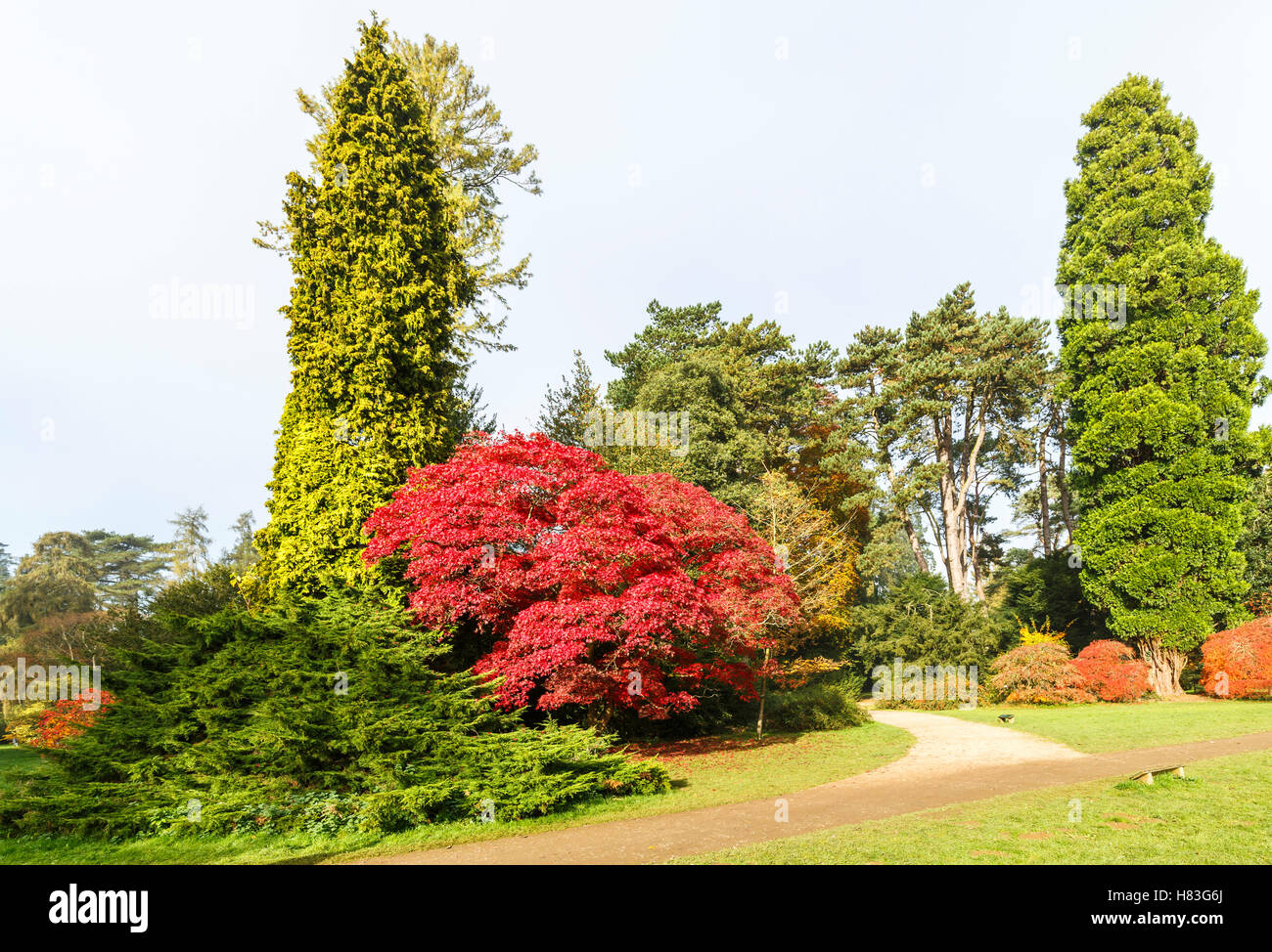 Red Acer palmatum (érable japonais) parmi les conifères de Westonbirt Arboretum près de Tetbury, Gloucestershire, en automne Banque D'Images