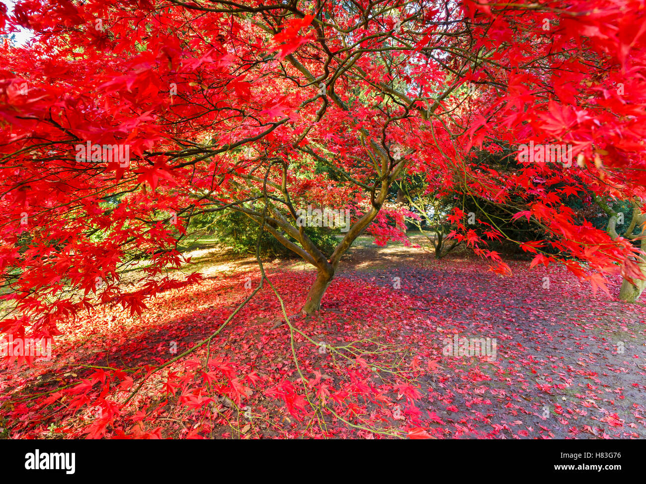 Automne feuilles couleur rouge de l'Acer palmatum (érable japonais) à Westonbirt Arboretum près de Tetbury, Gloucestershire, Royaume-Uni Banque D'Images