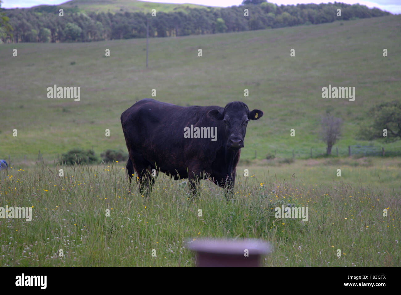 Attitude noir vache dans un champ près de Cambuslang Glasgow ci-dessus Banque D'Images