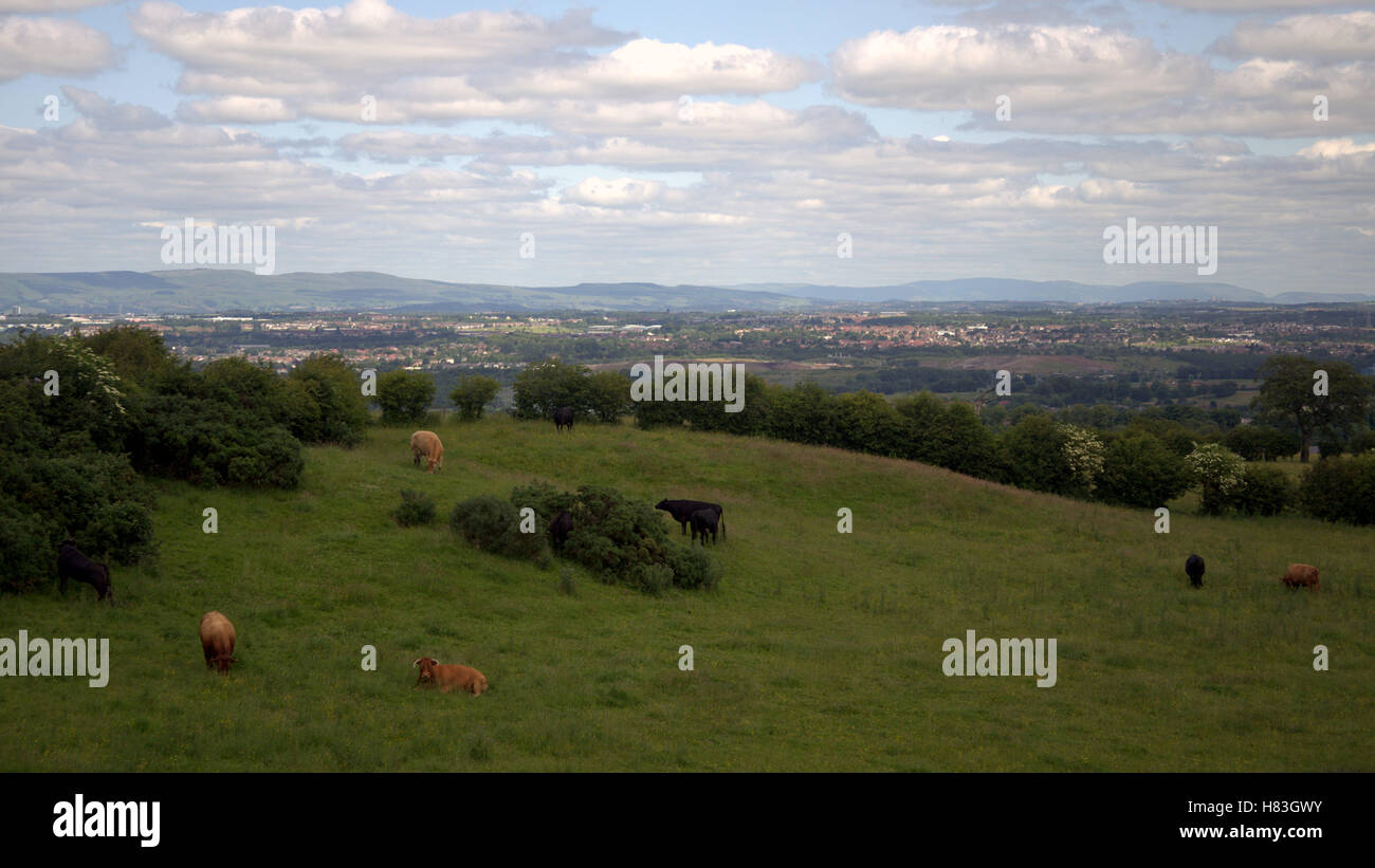 Vaches dans un champ près de Cambuslang Glasgow ci-dessus Banque D'Images