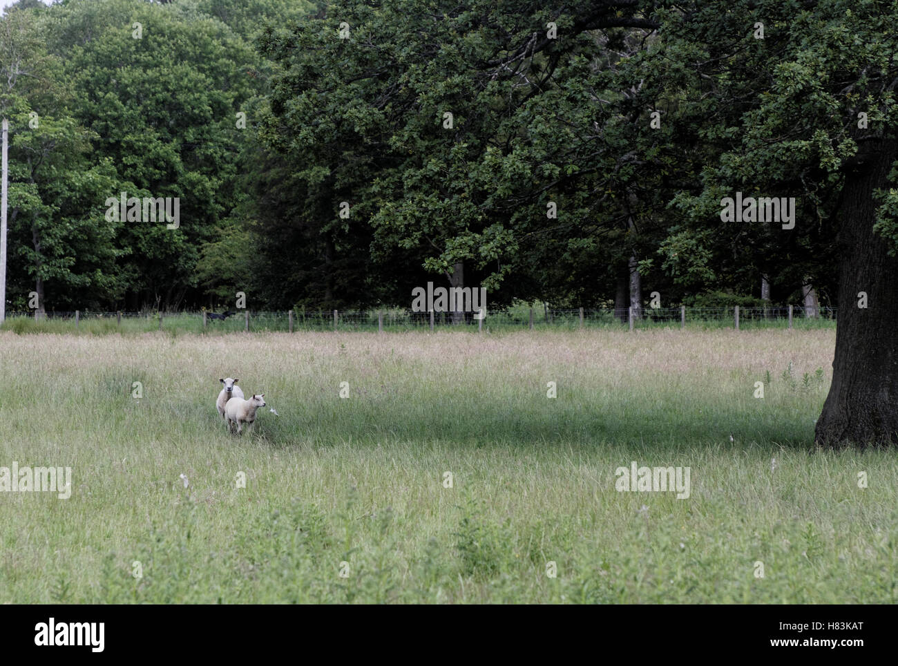 Moutons dans un champ d'herbe Banque D'Images
