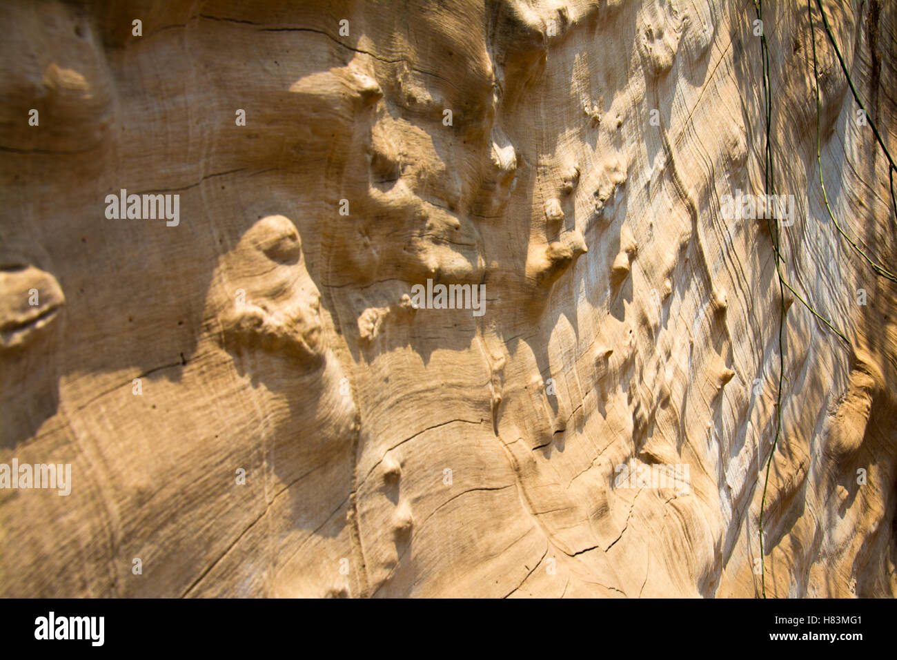 Racine de l'arbre sec sur Ta Prohm temple sur Siem Reap. Banque D'Images