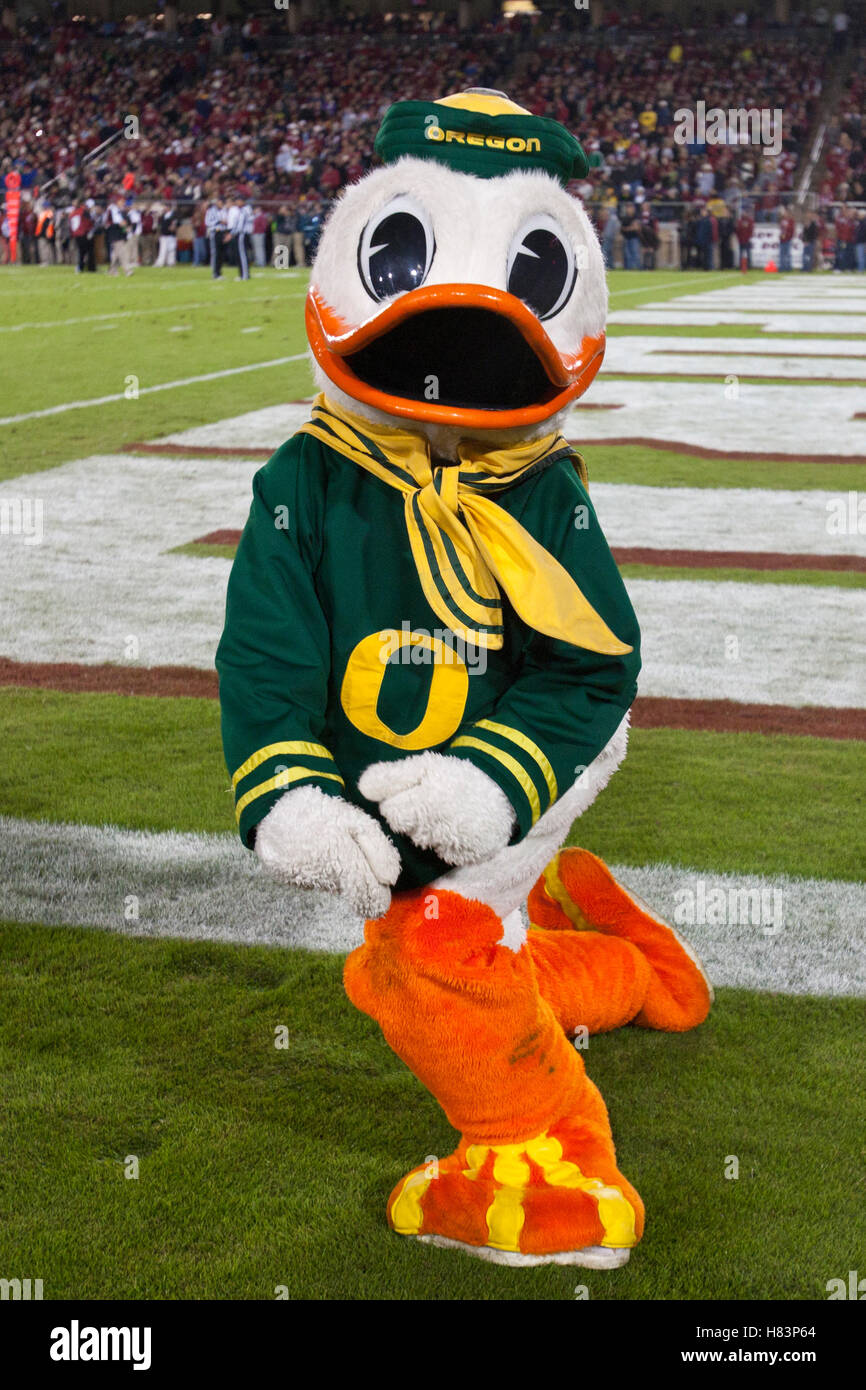 Nov 12, 2011 ; Stanford CA, USA ; l'Oregon Ducks mascot célèbre après un touché contre le Stanford Cardinal au cours du troisième trimestre à Stanford Stadium. Oregon Stanford défait 53-30. Banque D'Images