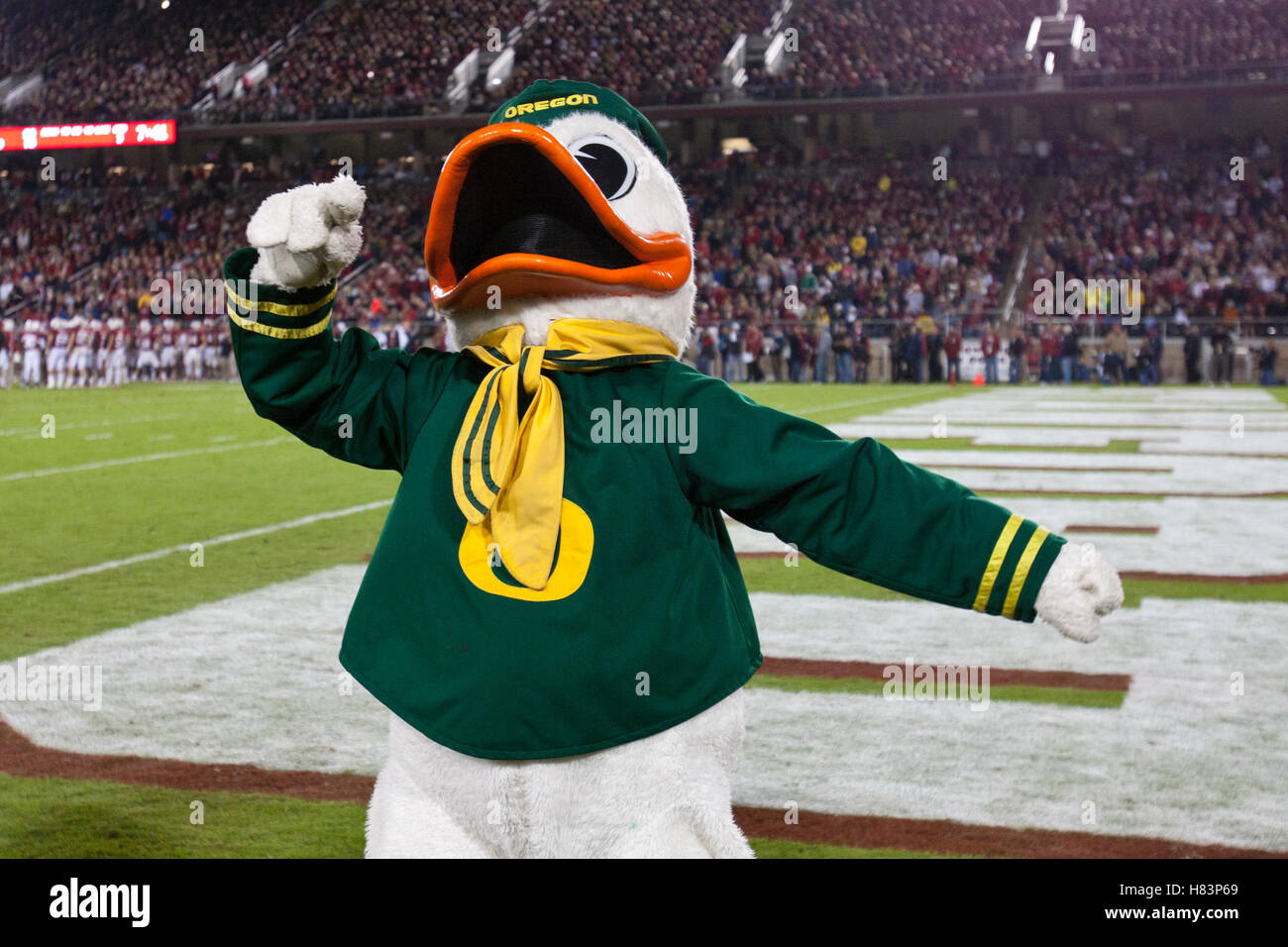 Nov 12, 2011 ; Stanford CA, USA ; l'Oregon Ducks mascot célèbre après un touché contre le Stanford Cardinal au cours du troisième trimestre à Stanford Stadium. Oregon Stanford défait 53-30. Banque D'Images