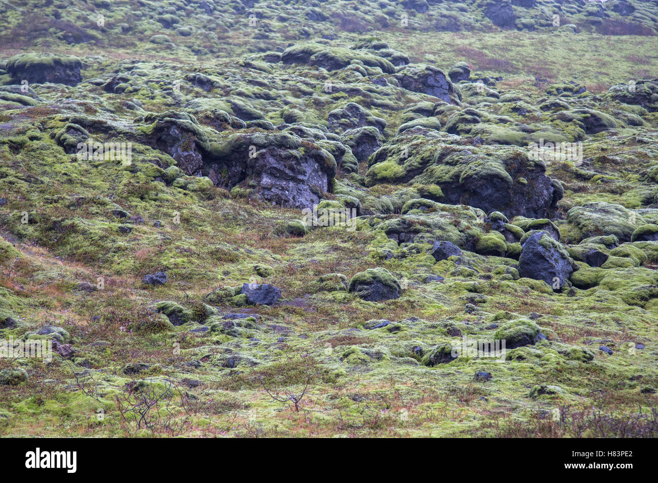 Moss laineux sur la roche volcanique en Islande champ de lave Eldhraun Banque D'Images