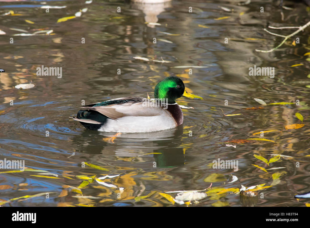 Un Canard colvert mâle en automne. Banque D'Images