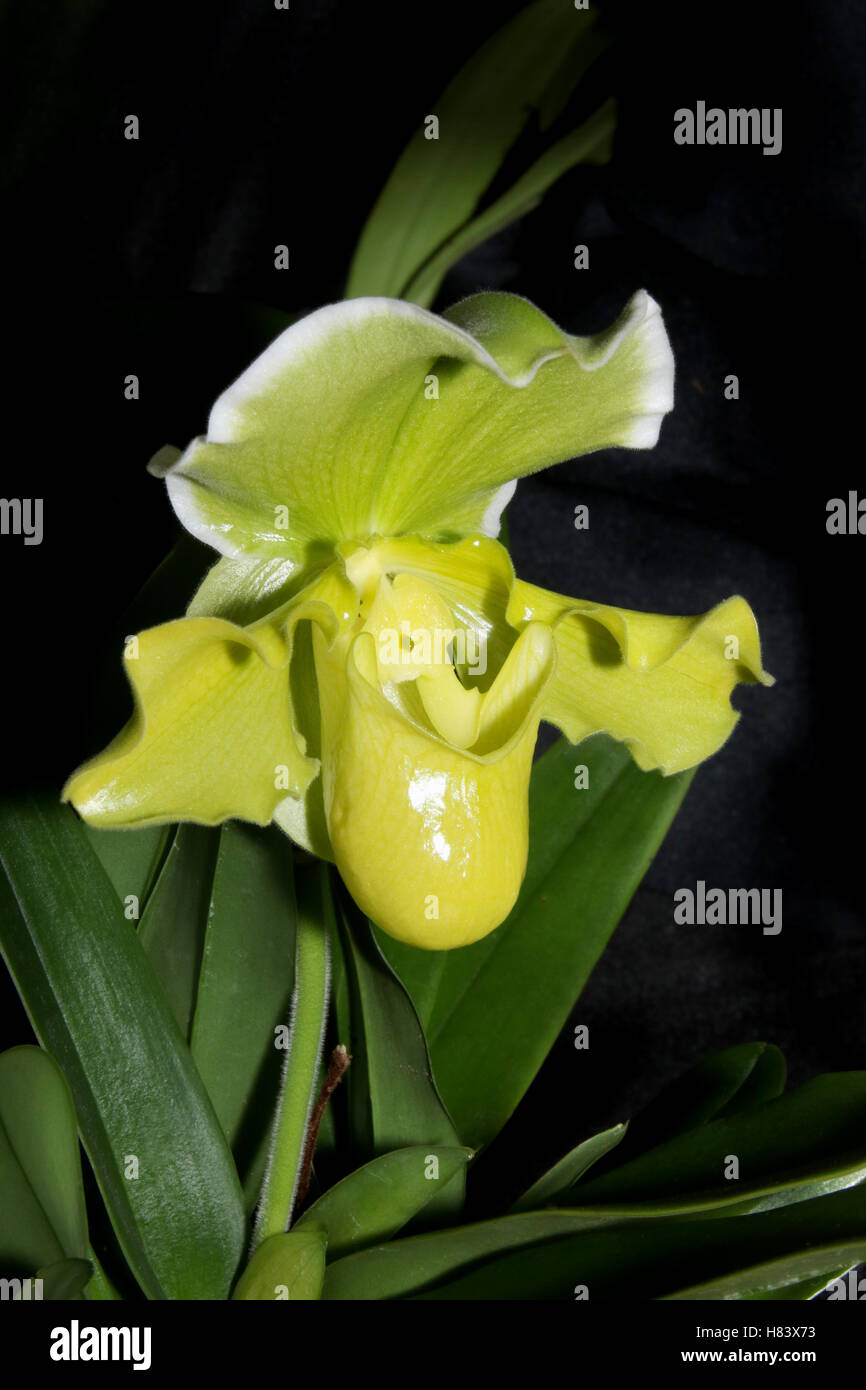 Lady Slipper Orchid. Orchid Flower show. Par la vallée de Miami Orchid Society. À Cox Arboretum, Miamisburg, Dayton, Ohio, USA. Banque D'Images