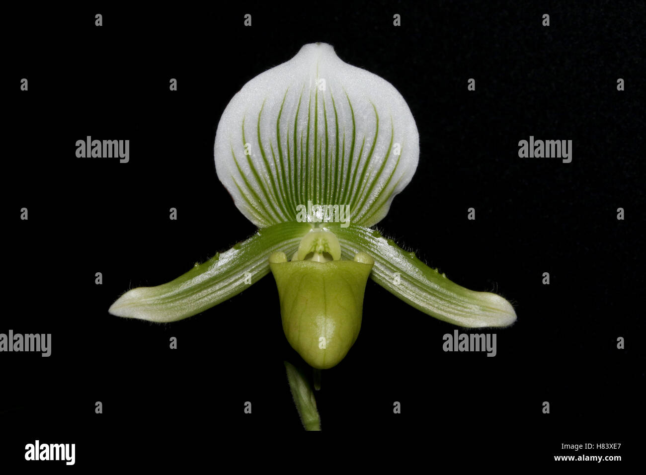 Lady Slipper Orchid. Lady's Slipper Orchid. Paph la Reine. Paphiopedilum Maudiae. Orchid Flower show. Par la vallée de Miami Orch Banque D'Images