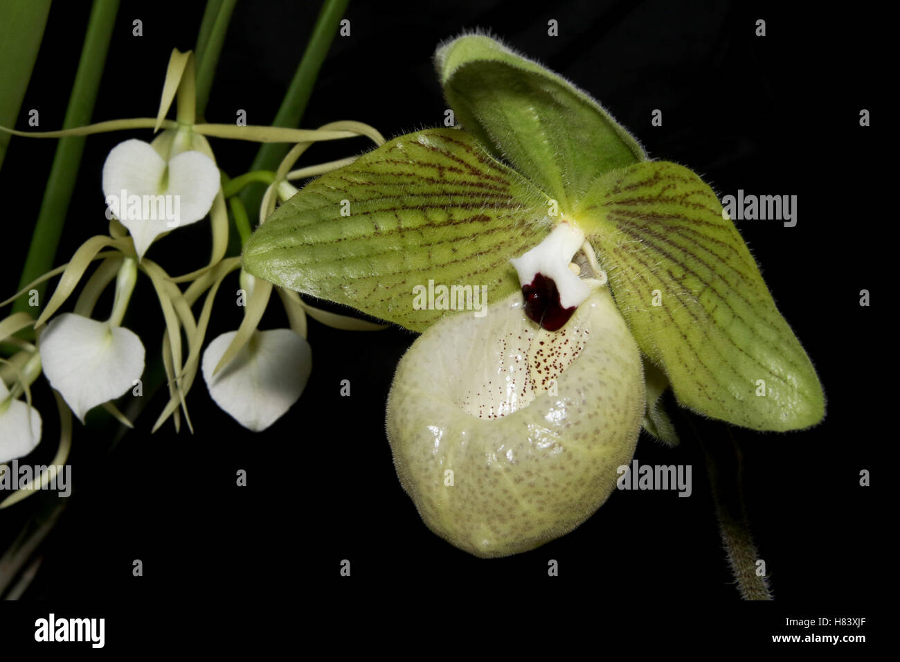 Lady Slipper Orchid. Lady's Slipper Orchid. Orchidée Sabot de Jade. Paphiopedilum malipoense. Orchid Flower show. Par la Vall de Miami Banque D'Images