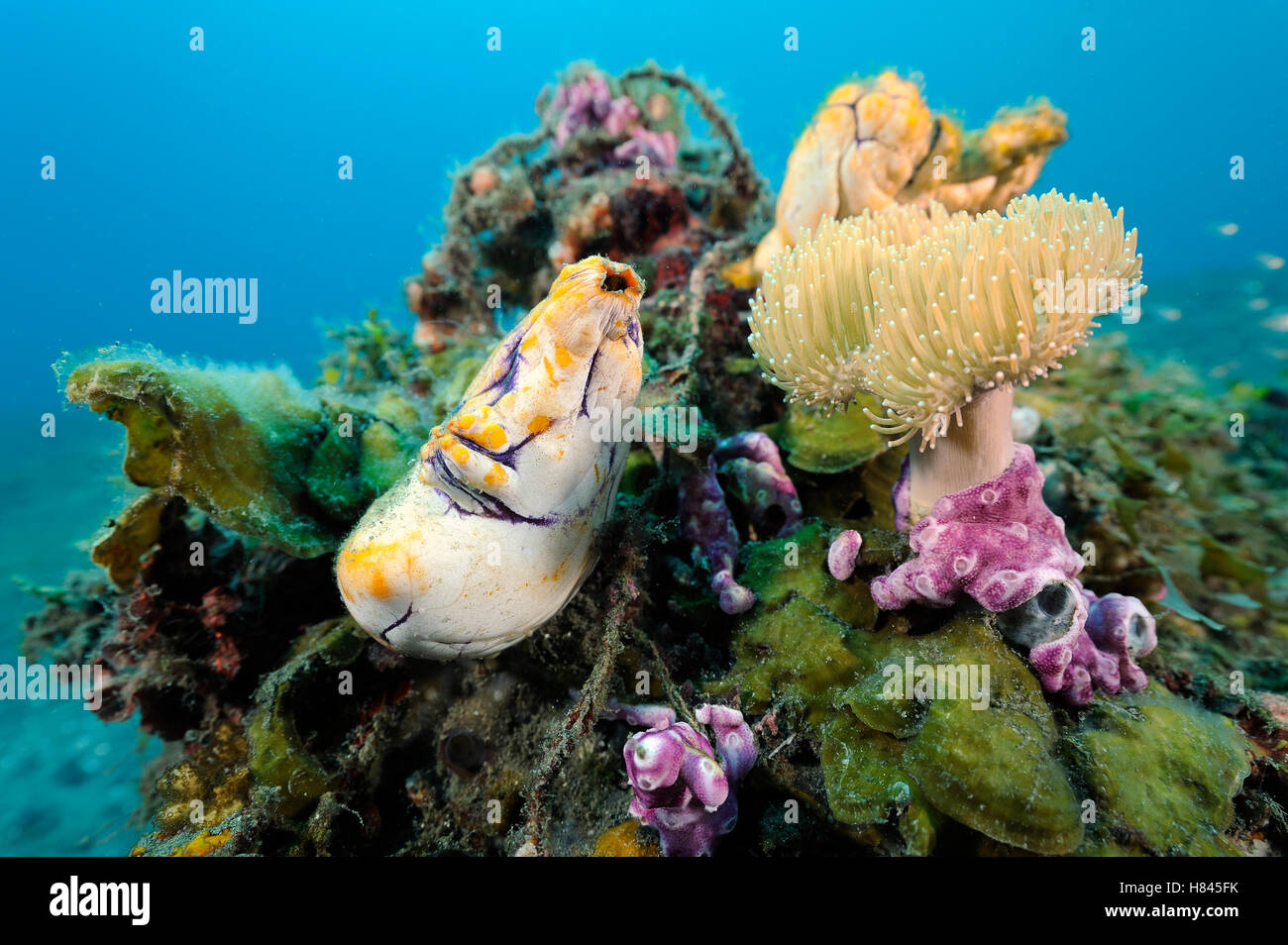 Place de l'encre (ascidies Polycarpa aurata) sur les récifs coralliens, le Détroit de Lembeh, Sulawesi, Indonésie Banque D'Images