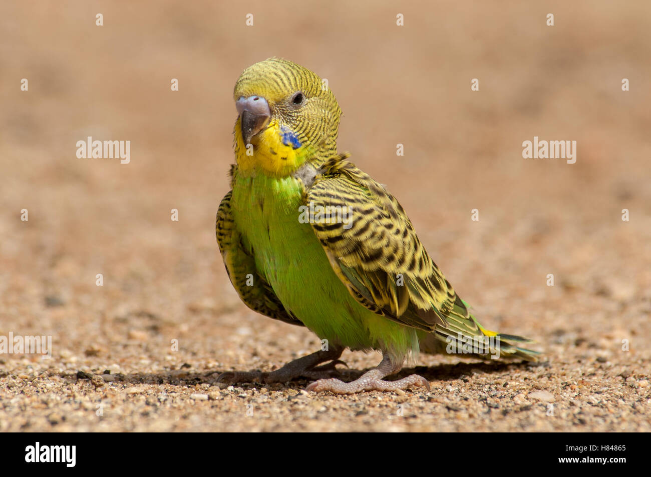 Perruche ondulée (Melopsittacus undulatus), juvénile Trephina Gorge ...