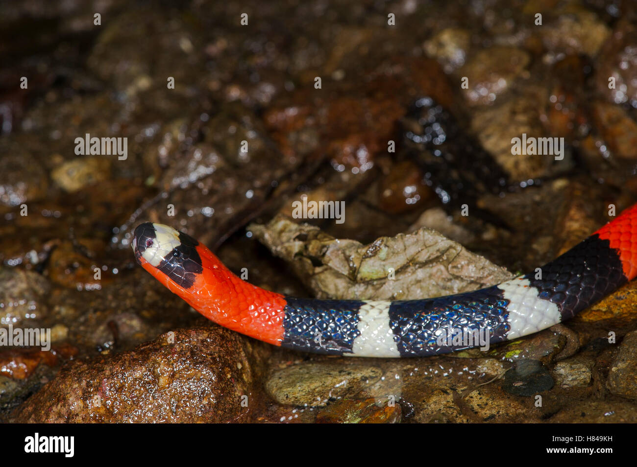 South American Coral Snake (Micrurus lemniscatus), originaire d'Amérique du Sud Banque D'Images