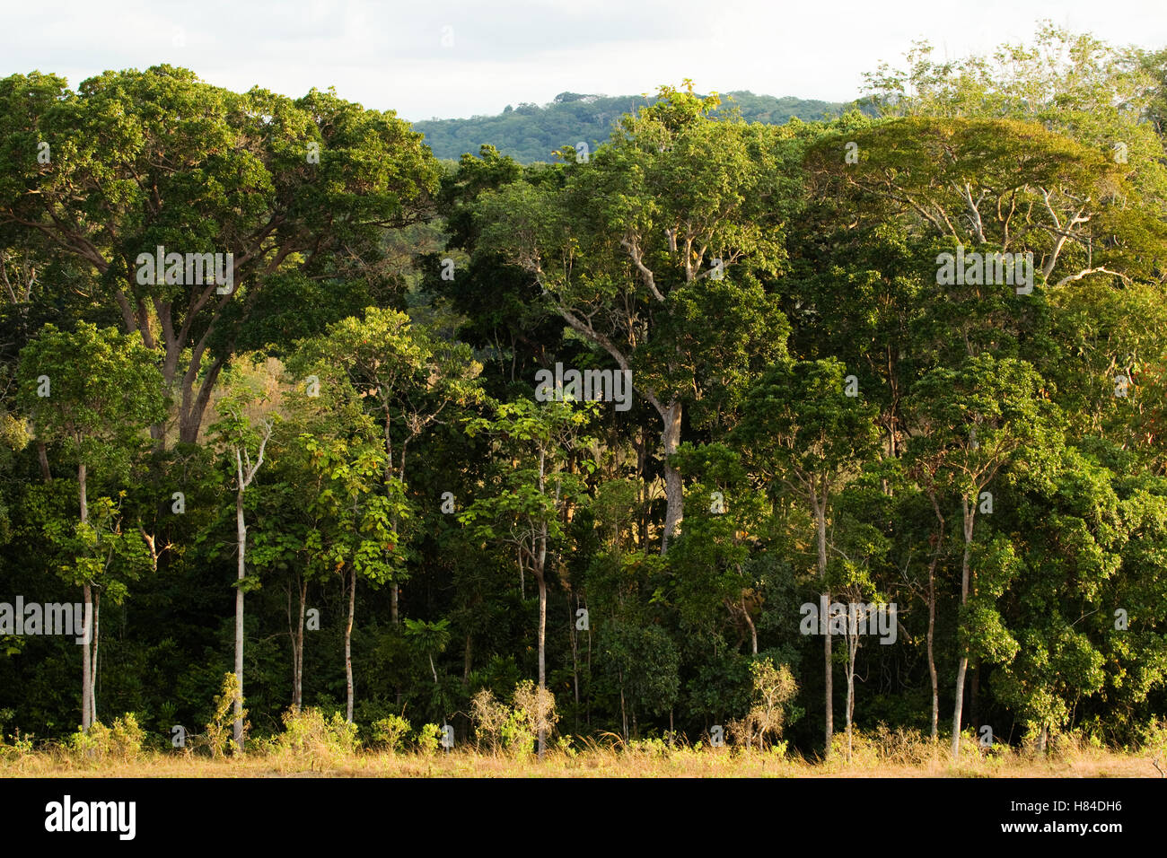 Forêt-galerie dans la forêt tropicale montrant différentes couches ...