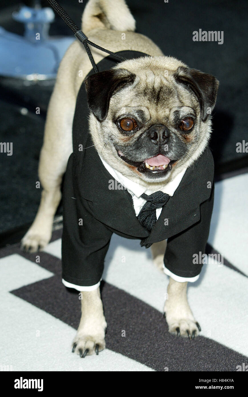 Chien de MEN IN BLACK 2 MEN IN BLACK II PREMIERE LOS ANGELES MANN VILLAGE THEATRE WESTWOOD LOS ANGELES USA 26 Juin 2002 Banque D'Images