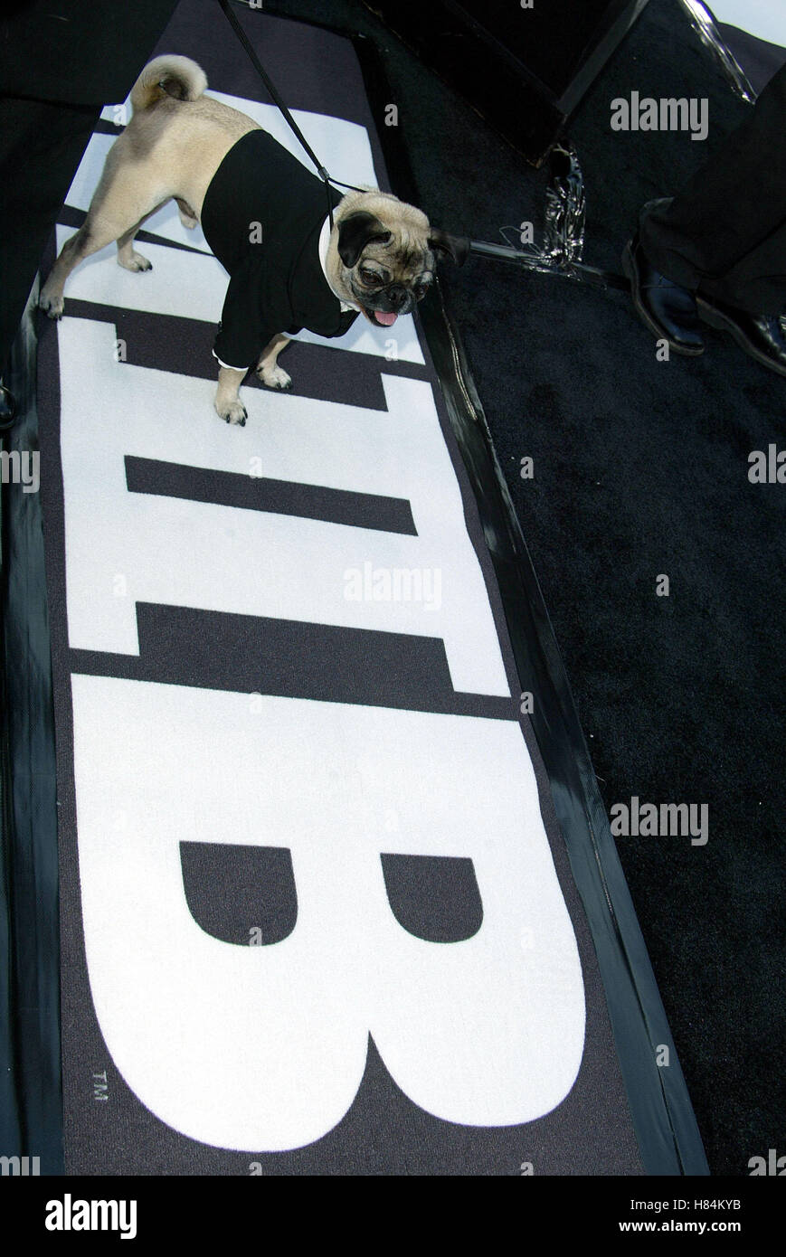 Chien de MEN IN BLACK 2 MEN IN BLACK II PREMIERE LOS ANGELES MANN VILLAGE THEATRE WESTWOOD LOS ANGELES USA 26 Juin 2002 Banque D'Images