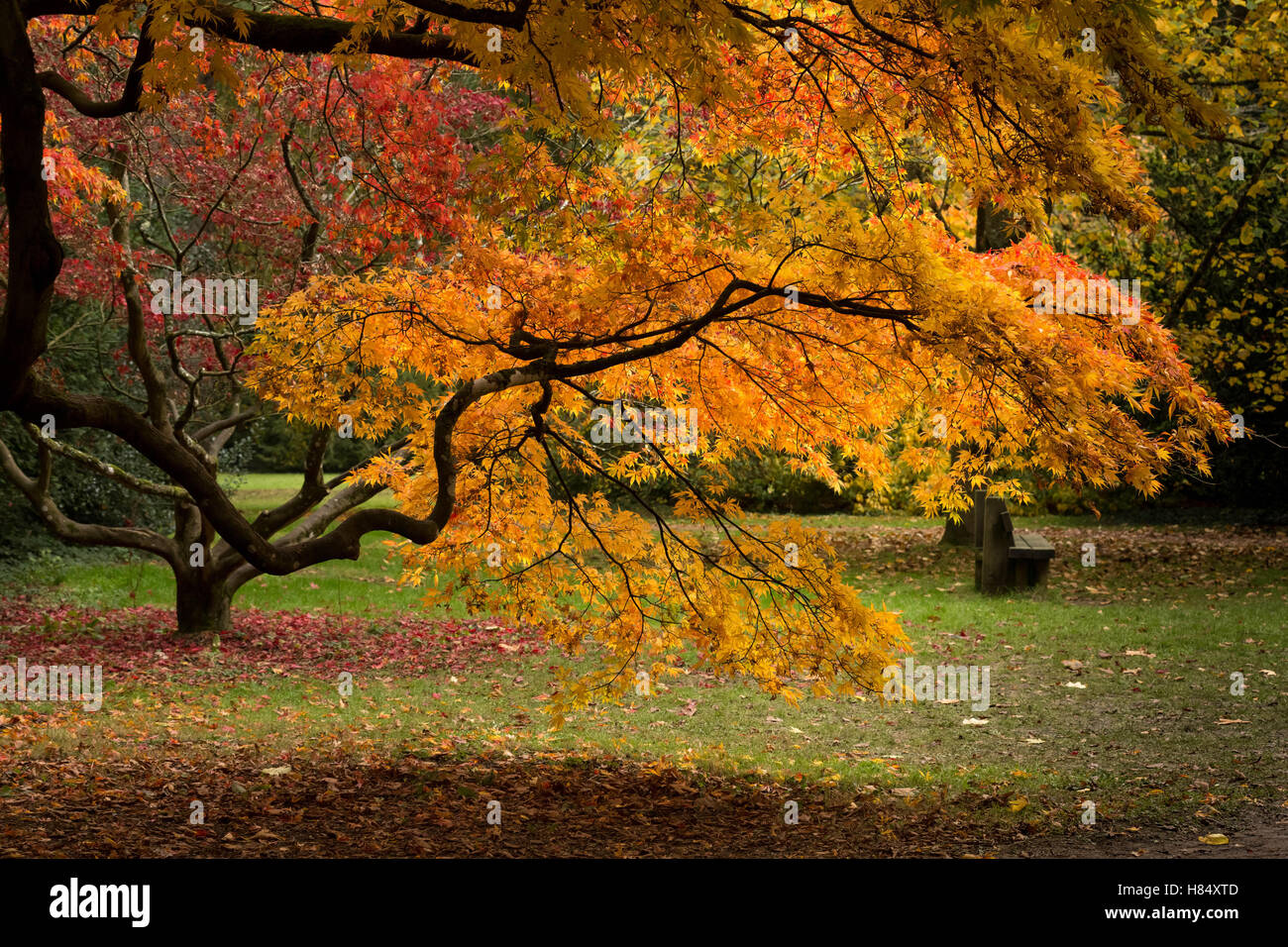 Le Gloucestershire, Royaume-Uni. 9 novembre, 2016. Japanese Maple Acer palmatum 'atsumurae' arbre. Couleurs d'automne à Westonbirt Arboretum forestier Crédit : Guy Josse/Alamy Live News Banque D'Images