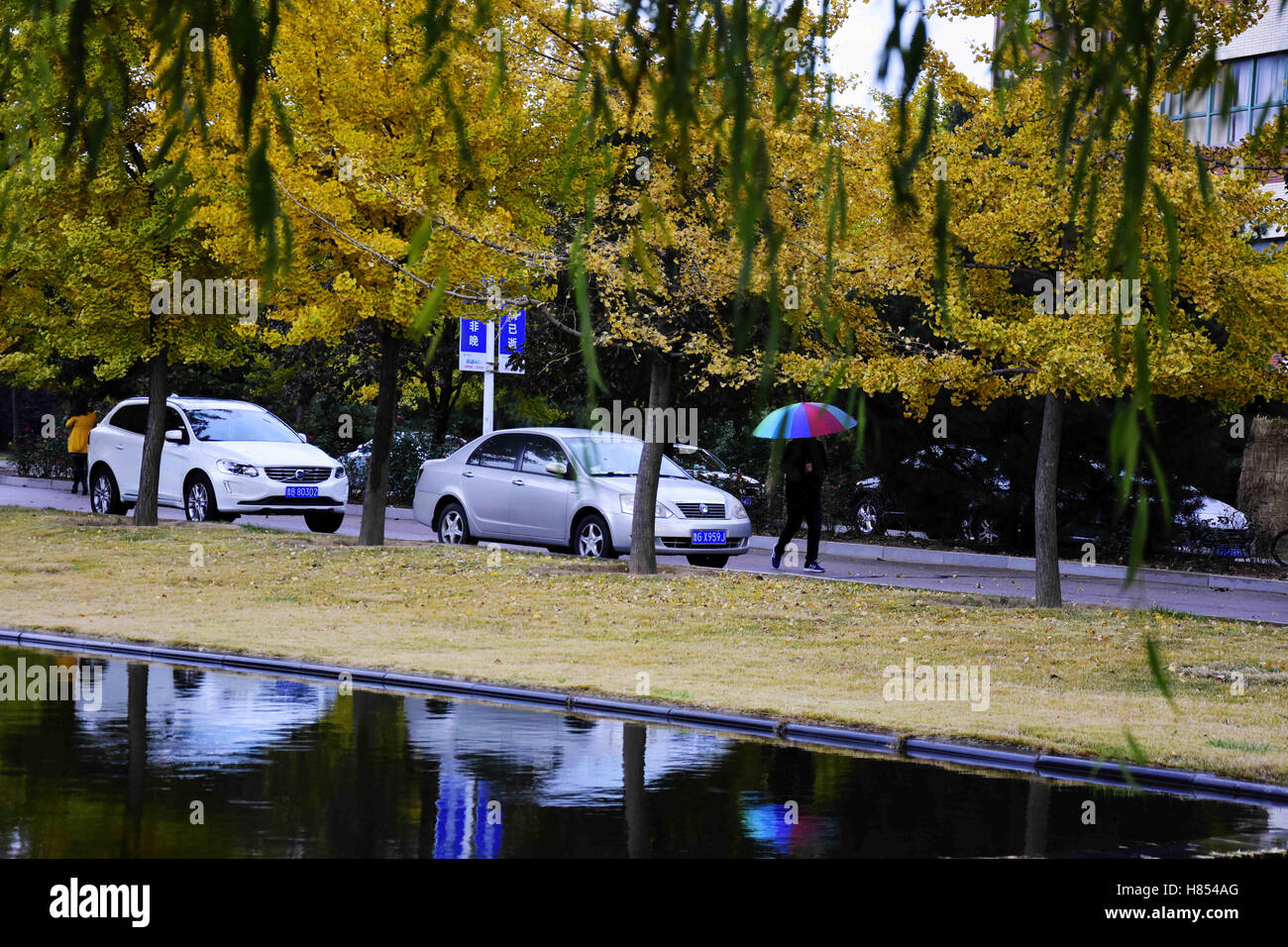 Qingdao, Qingdao, Chine. 10 Nov, 2016. Qingdao, Chine 10 novembre 2016 : (usage éditorial uniquement. Chine OUT) magnifiques paysages de ginkgo arbres après la pluie au Shandong University of Science and Technology à Qingdao, Chine de l'est la province de Shandong, 10 novembre 2016. © SIPA Asie/ZUMA/Alamy Fil Live News Banque D'Images