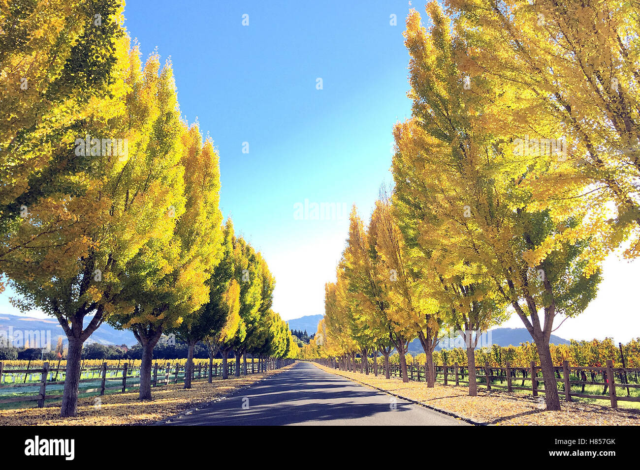 Oakville, CA, USA. 4ème Nov, 2016. Acacia route menant à Far Niente winery à Oakville est inondé de couleur. © Napa Valley Inscription/ZUMA/Alamy Fil Live News Banque D'Images