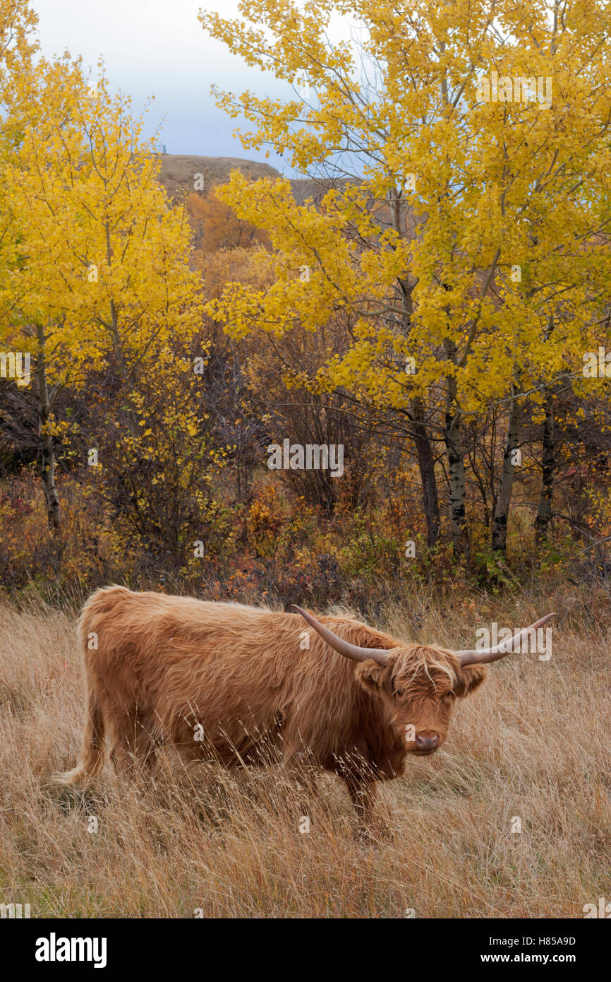 Vache des Highlands en pâturage dans la forêt riveraine d'automne Banque D'Images