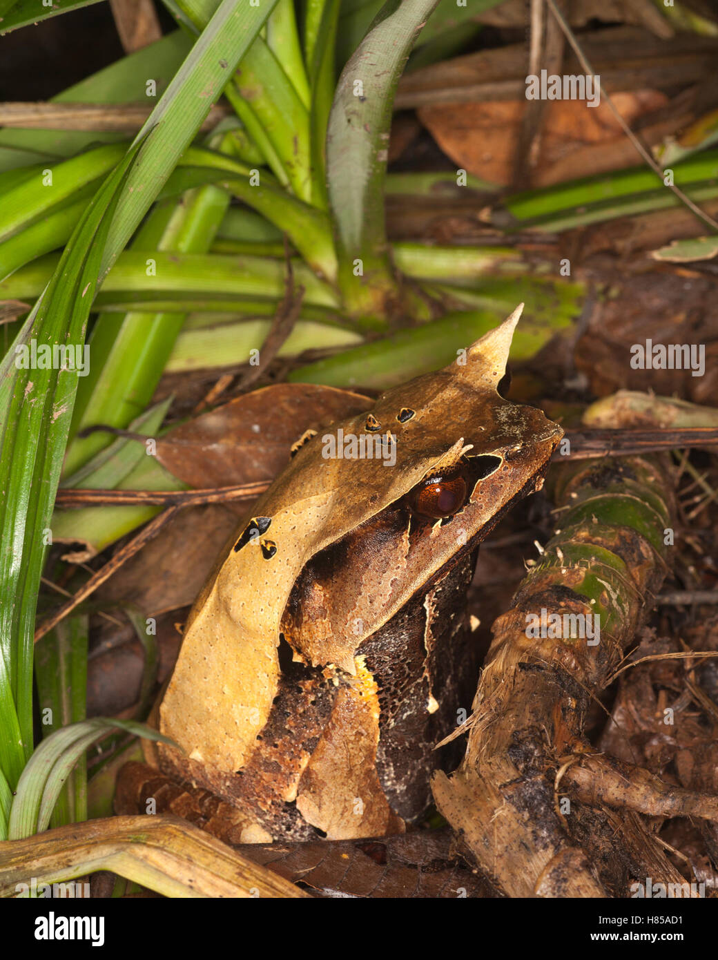La grenouille à ornes de Bornean (Megophrys nasuta) est camouflée dans la litière de feuilles sur le sol de la forêt tropicale la nuit, Sabah, Bornéo Banque D'Images