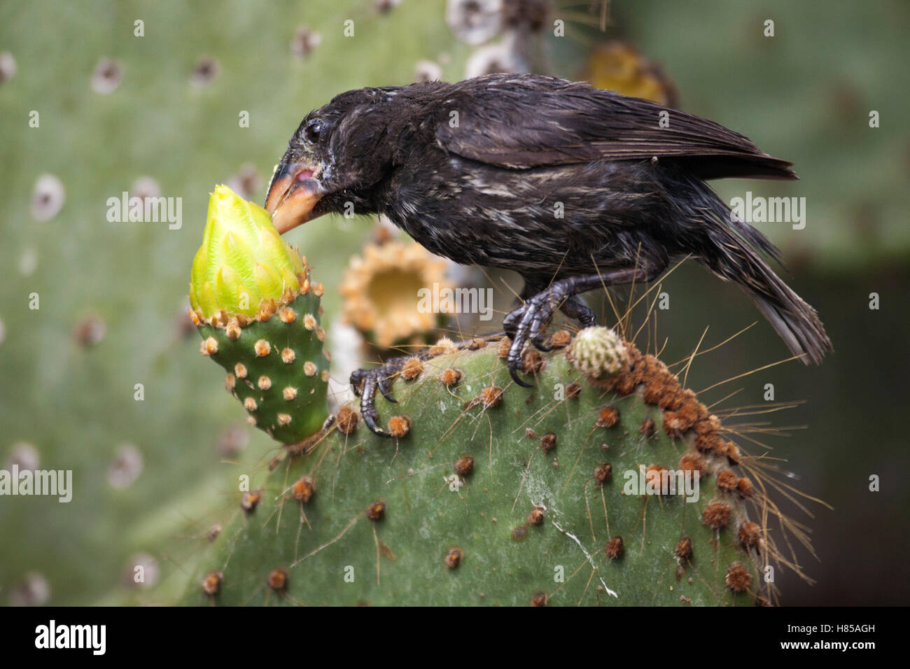 Genovesa Cactus-Finch (Geospiza propinqua) se nourrissant de la fleur de cactus de poire de Prickly (Opuntia galapageia). Les oiseaux et les plantes sont toutes deux des espèces endémiques de Galapagos Banque D'Images