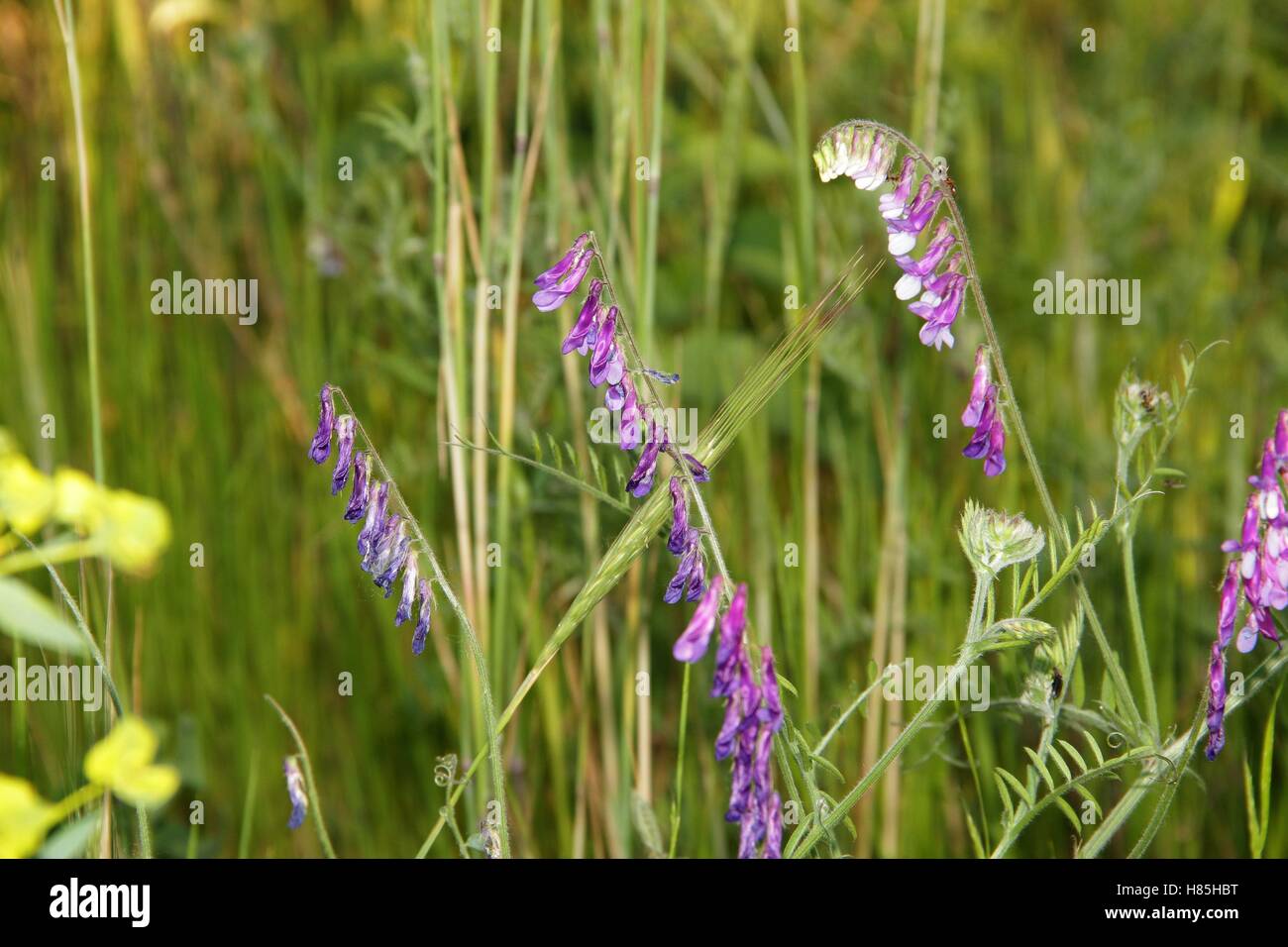 Vicia cracca Banque D'Images