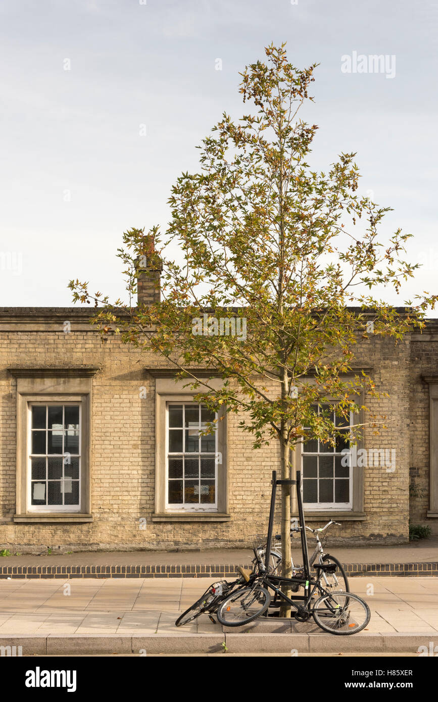 Les vélos parqués par un arbre à la gare de Cambridge, au Royaume-Uni, à la nouvelle station Plaza Banque D'Images