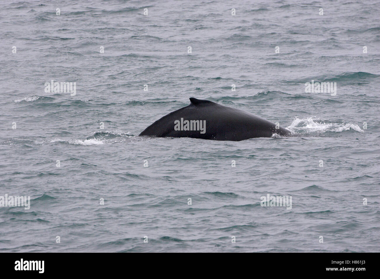 Baleine à bosse Megaptera novaeangliae Islande Juillet 2009 Banque D'Images