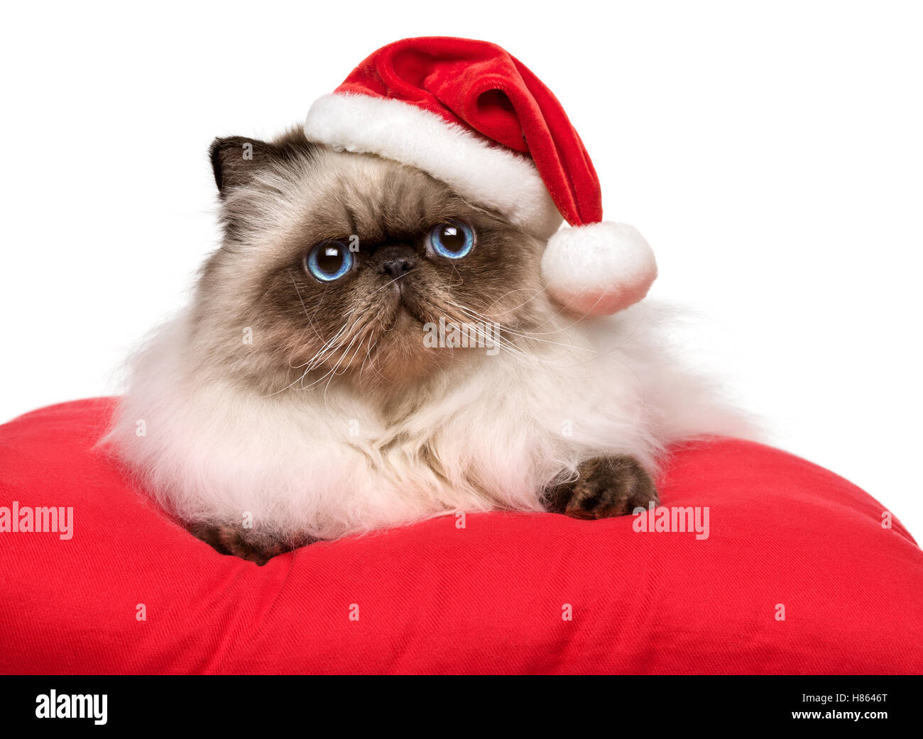 Noël mignon chat Persan Colourpoint dans un chapeau de Père Noël est couché sur un coussin rouge Banque D'Images