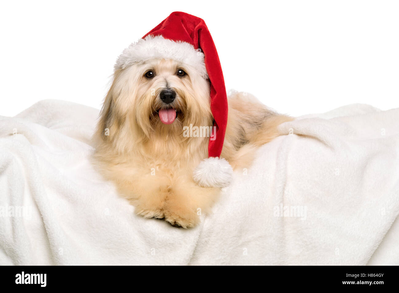 Bichon Havanais rouge mignon chien dans un Noël - Santa hat est allongé sur une couverture blanche Banque D'Images