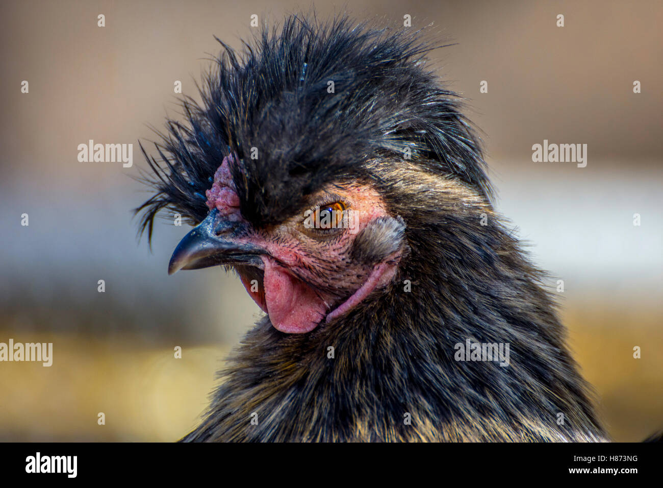 Poule Noire avec de longues plumes, Close up Banque D'Images