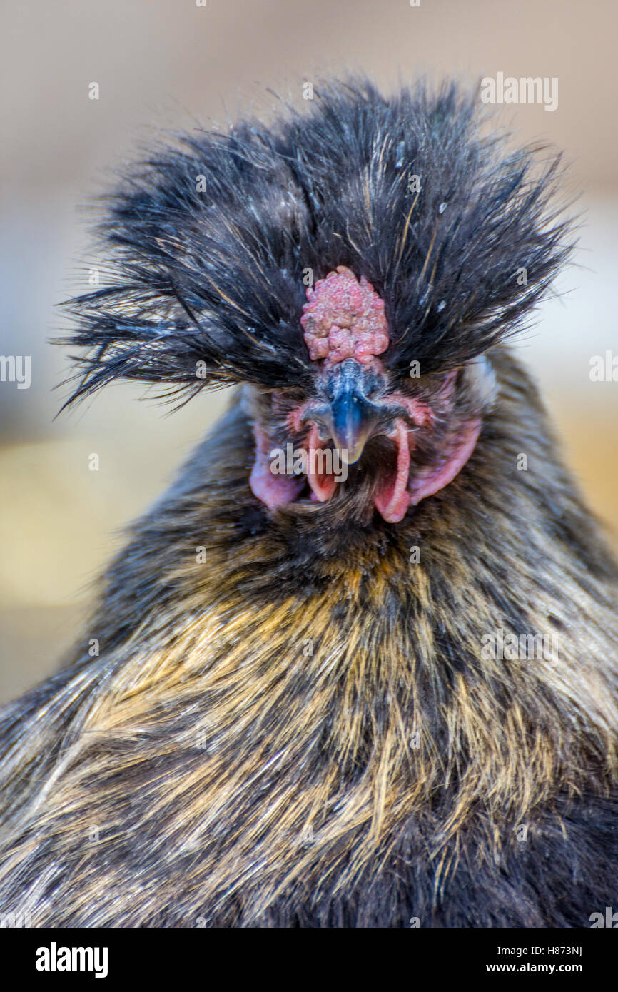 Long plumes Banque de photographies et d’images à haute résolution Alamy — free download