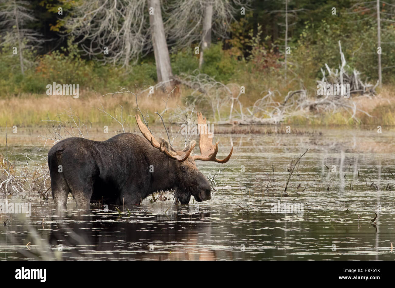 Bull Moose le pâturage dans un étang à l'automne dans le parc Algonquin au Canada Banque D'Images Bull Moose le pâturage dans un étang à l'automne dans le parc Algonquin au Canada Banque D'Images