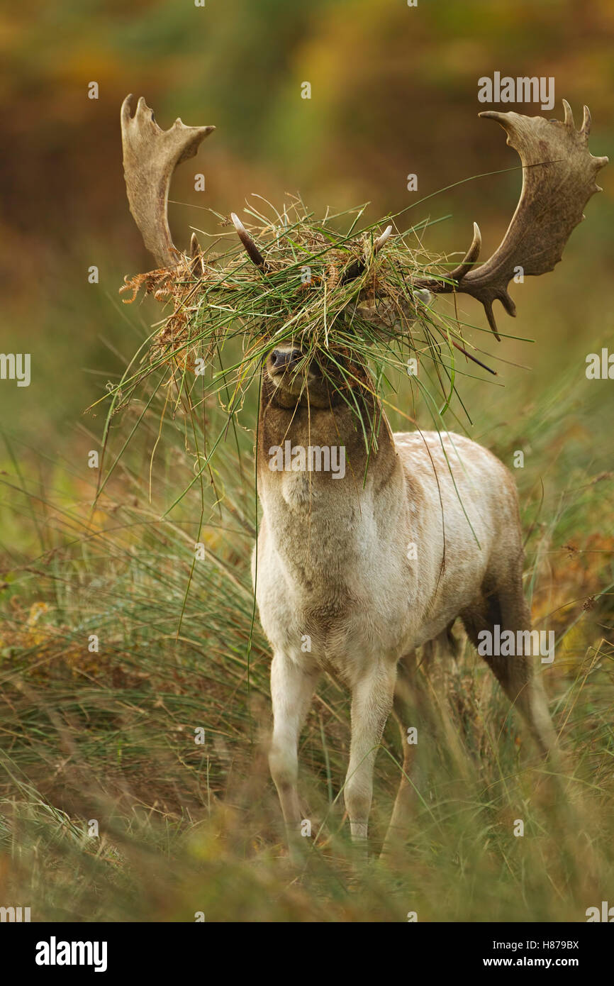 Cerf de Virginie masculin avec sa tête recouverte de saumâtre et d'herbe à l'heure de la ruse, Bradgate Park, Leicestershire, Angleterre, Royaume-Uni. Banque D'Images