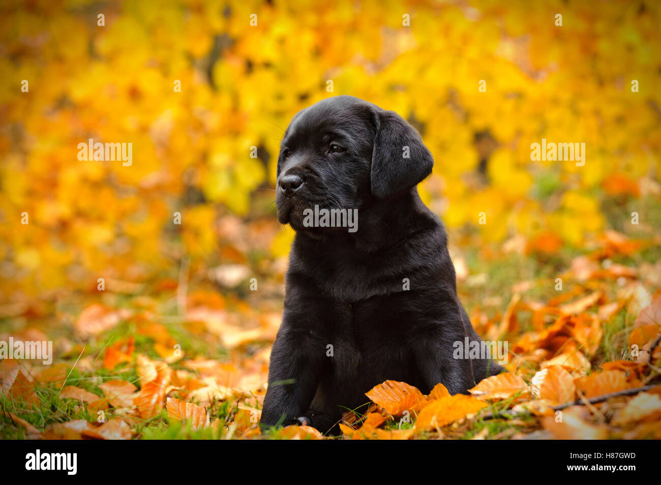 Chiot labrador noir à décor de l'automne Banque D'Images
