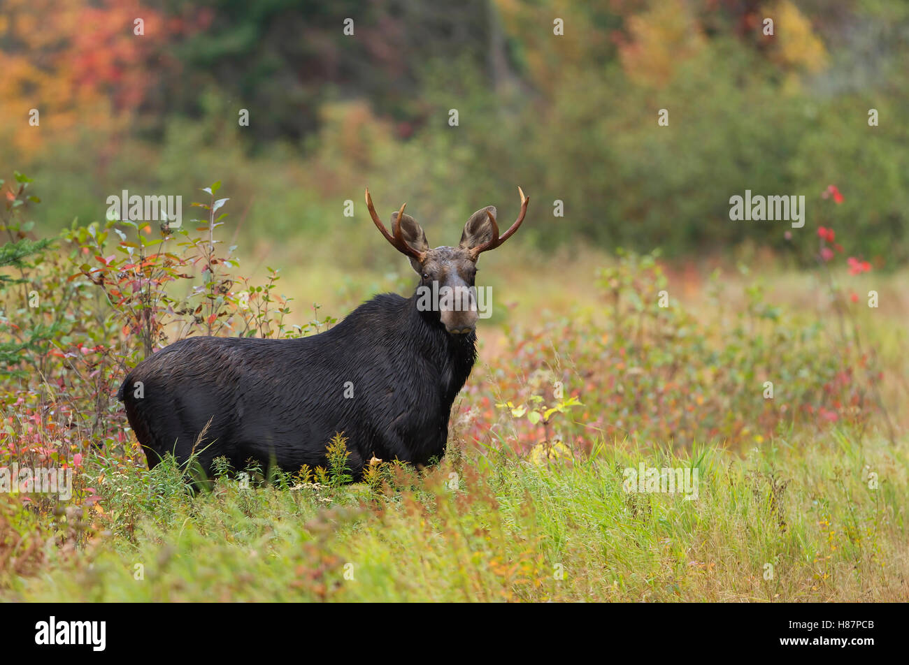 Bull Moose le pâturage dans un étang à l'automne dans le parc Algonquin au Canada Banque D'Images Bull Moose le pâturage dans un étang à l'automne dans le parc Algonquin au Canada Banque D'Images